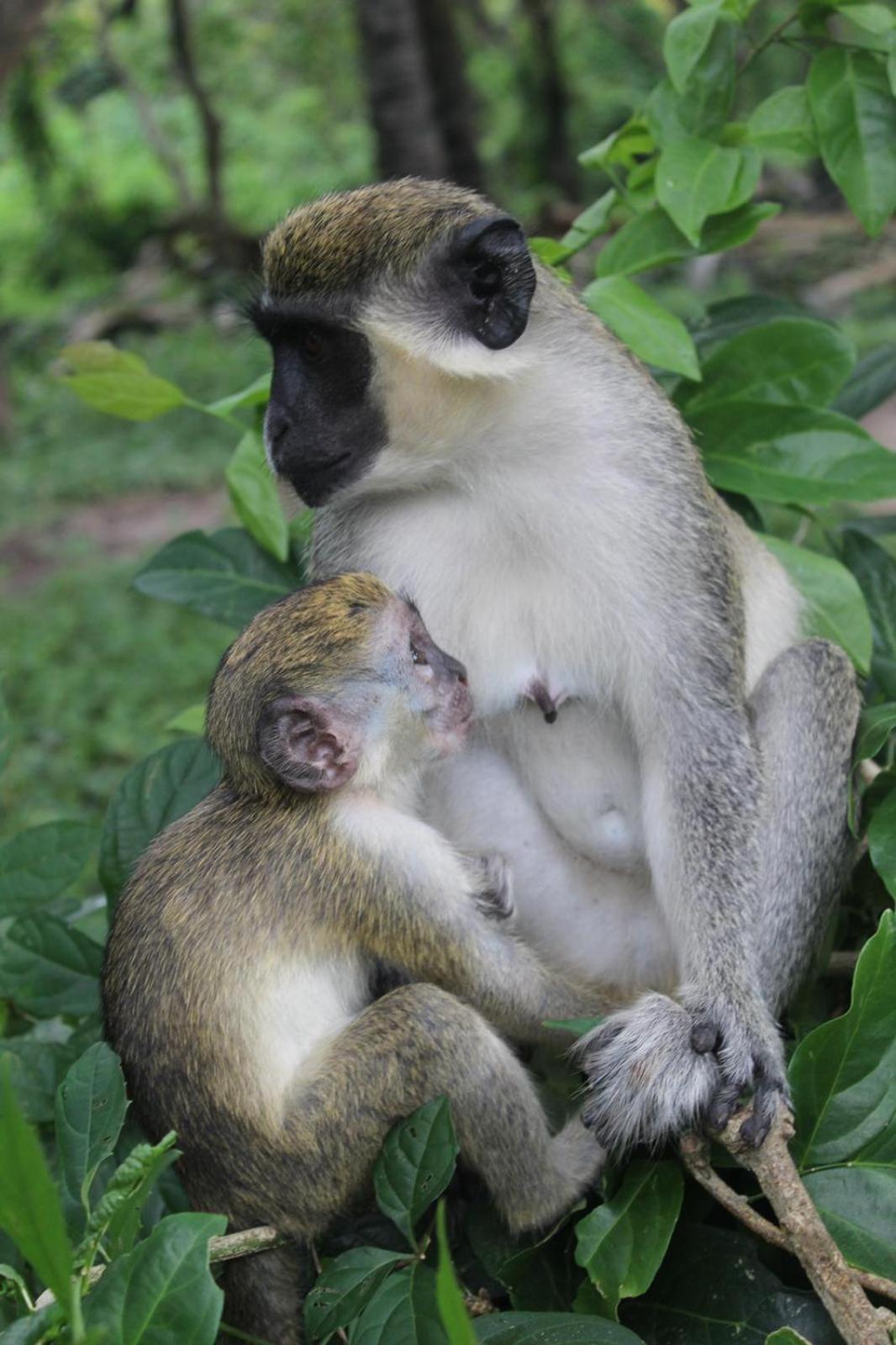 Pombo Kunda Villa Sanyang Luaran gambar